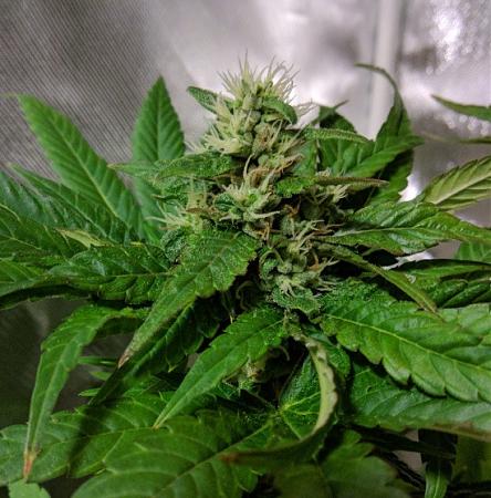 Click image for larger version

Name:	2019-07-07 BMC Cola.jpg
Views:	627
Size:	100.8 KB
ID:	320580