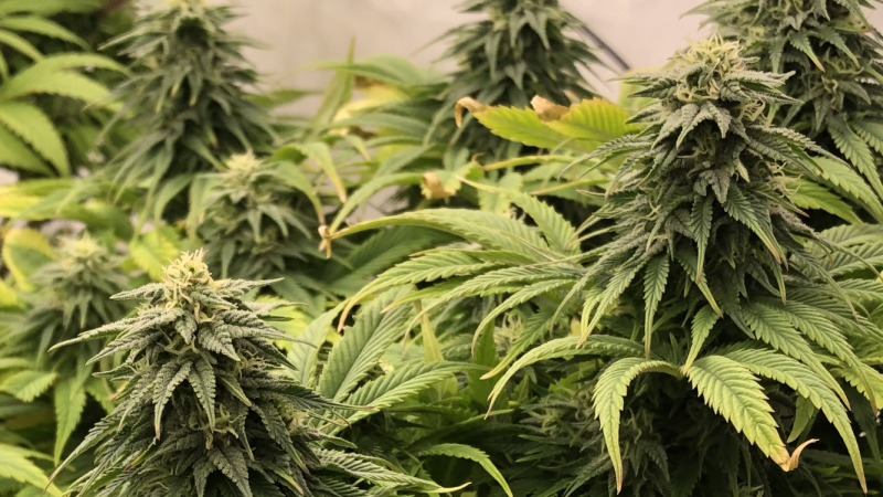 Click image for larger version

Name:	IMG_8924.png
Views:	99
Size:	1.85 MB
ID:	663642