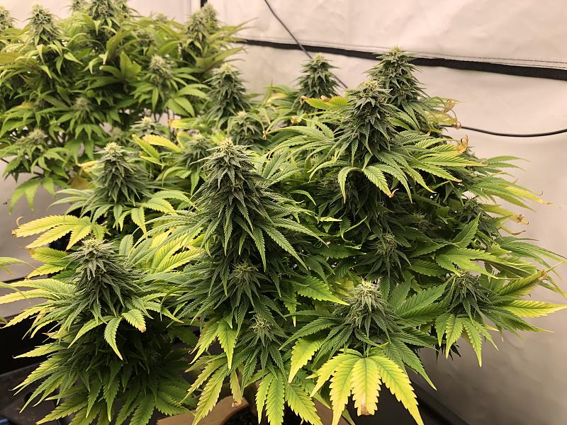 Click image for larger version

Name:	IMG_8922.jpg
Views:	100
Size:	3.08 MB
ID:	663644