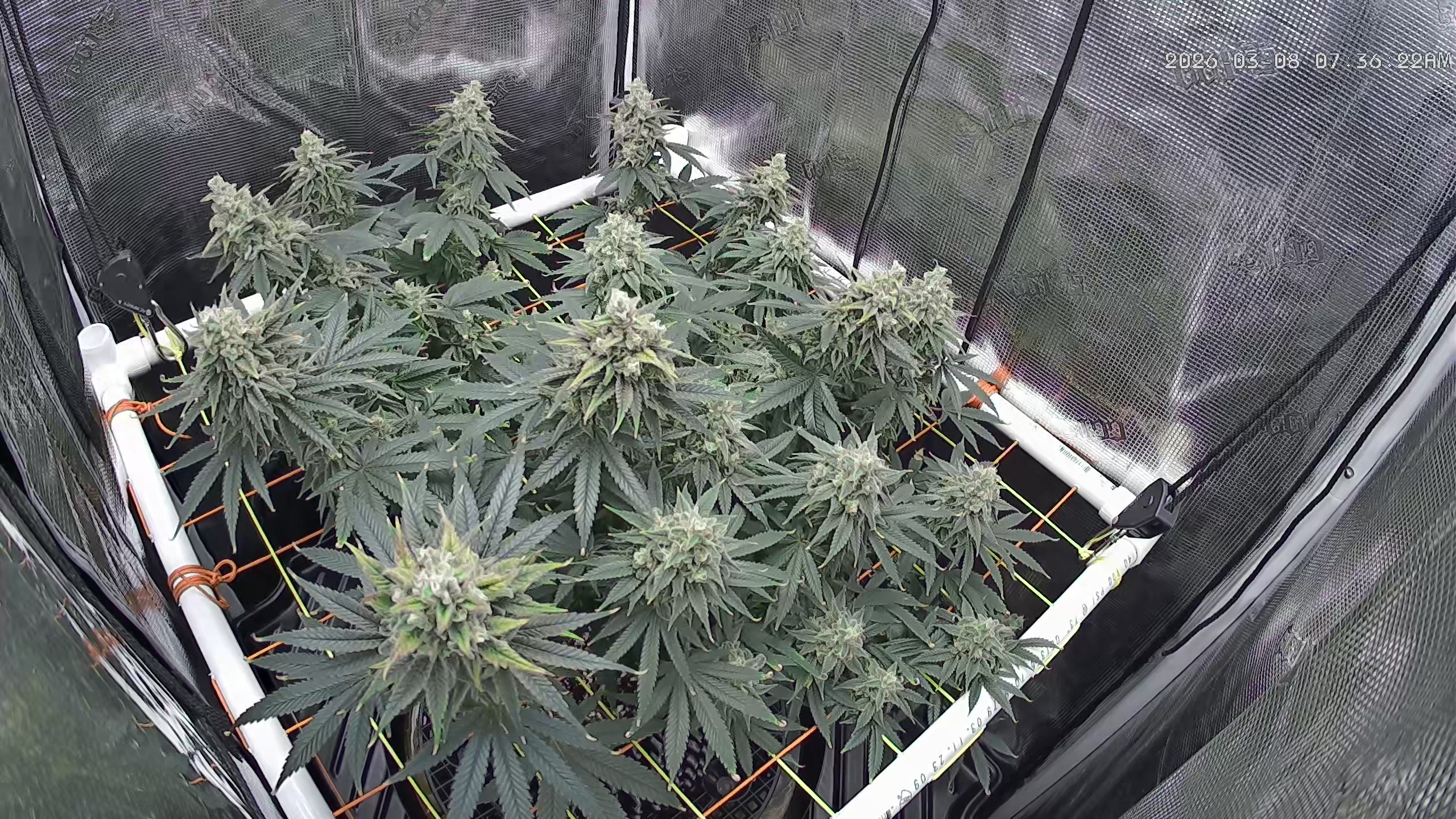 Click image for larger version

Name:	2026-03-08.jpg
Views:	17
Size:	1.41 MB
ID:	663671