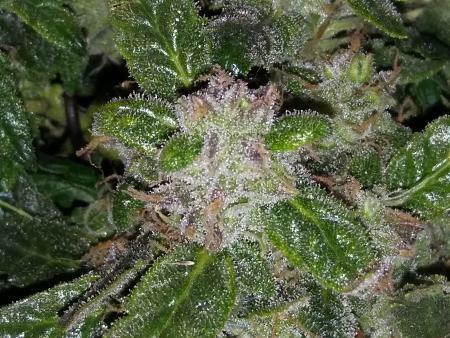 Click image for larger version

Name:	20170205_070548.jpg
Views:	246
Size:	5.98 MB
ID:	52655