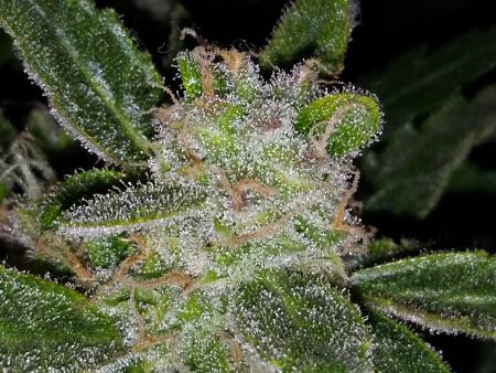 Click image for larger version

Name:	20170205_070756.jpg
Views:	243
Size:	5.42 MB
ID:	52656