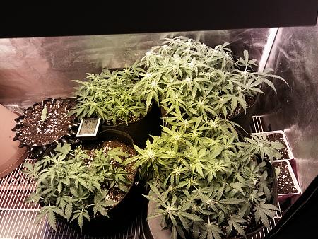 Click image for larger version

Name:	20170207_073706.jpg
Views:	220
Size:	8.56 MB
ID:	53478