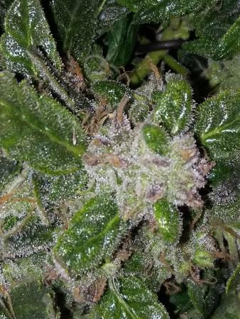 Click image for larger version

Name:	20170205_070536.jpg
Views:	259
Size:	5.15 MB
ID:	52657