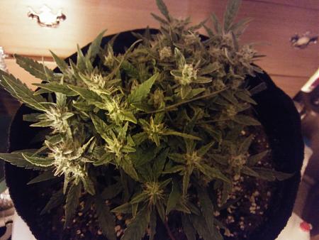 Click image for larger version

Name:	20170205_070832.jpg
Views:	253
Size:	5.32 MB
ID:	52658