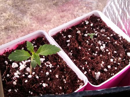 Click image for larger version

Name:	20170203_095619.jpg
Views:	251
Size:	6.20 MB
ID:	51810