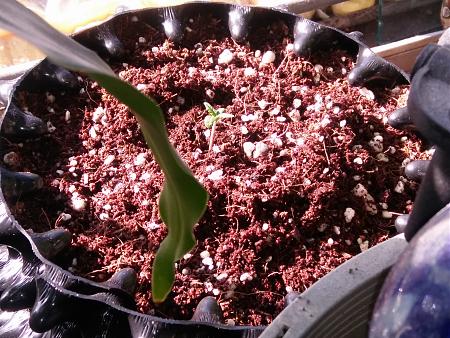 Click image for larger version

Name:	20170203_095642.jpg
Views:	234
Size:	7.27 MB
ID:	51811