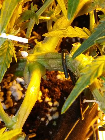 Click image for larger version

Name:	20170203_092928.jpg
Views:	276
Size:	5.07 MB
ID:	51817