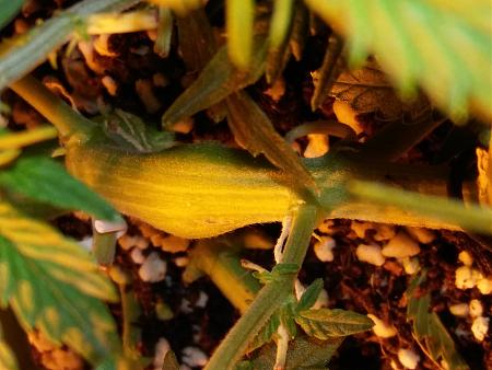 Click image for larger version

Name:	20170203_092948.jpg
Views:	259
Size:	4.84 MB
ID:	51818