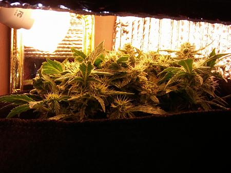 Click image for larger version

Name:	20170207_073531.jpg
Views:	245
Size:	5.72 MB
ID:	53476