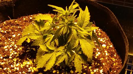 Click image for larger version

Name:	20170111_204746(1).jpg
Views:	269
Size:	5.36 MB
ID:	41220