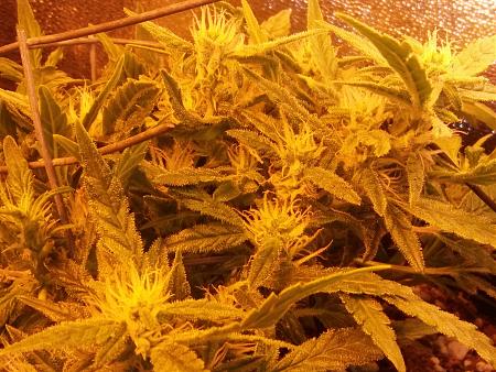 Click image for larger version

Name:	20170119_075818.jpg
Views:	197
Size:	7.61 MB
ID:	44720