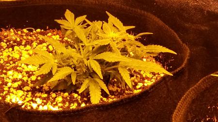 Click image for larger version

Name:	20170111_205126.jpg
Views:	231
Size:	4.71 MB
ID:	41206