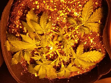 Click image for larger version

Name:	20170117_085701.jpg
Views:	195
Size:	7.27 MB
ID:	43831