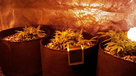 Click image for larger version

Name:	20170114_192613.jpg
Views:	202
Size:	7.36 MB
ID:	42773