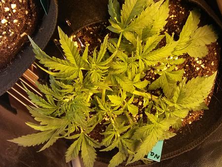 Click image for larger version

Name:	20170117_085641.jpg
Views:	217
Size:	6.41 MB
ID:	43830