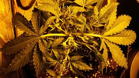 Click image for larger version

Name:	20170115_110814.jpg
Views:	220
Size:	6.24 MB
ID:	43084