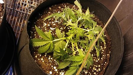 Click image for larger version

Name:	20170115_115723.jpg
Views:	203
Size:	5.94 MB
ID:	43121