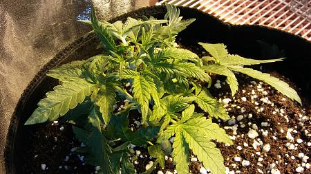 Click image for larger version

Name:	20170111_204928.jpg
Views:	225
Size:	6.28 MB
ID:	41219