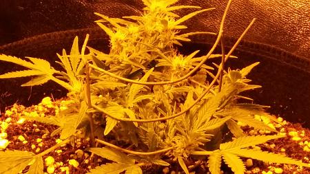 Click image for larger version

Name:	20170111_205121.jpg
Views:	239
Size:	5.16 MB
ID:	41207