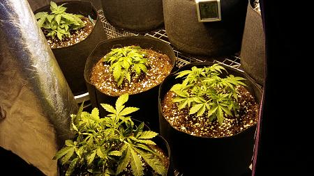 Click image for larger version

Name:	20170114_192512.jpg
Views:	215
Size:	5.93 MB
ID:	42774