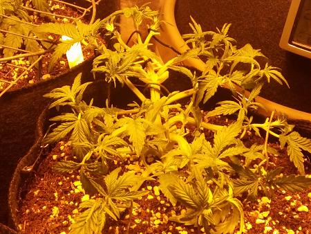 Click image for larger version

Name:	20170119_101203.jpg
Views:	216
Size:	7.35 MB
ID:	44790