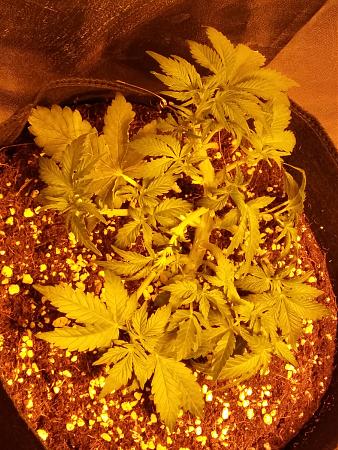 Click image for larger version

Name:	20170117_085633.jpg
Views:	201
Size:	7.50 MB
ID:	43829