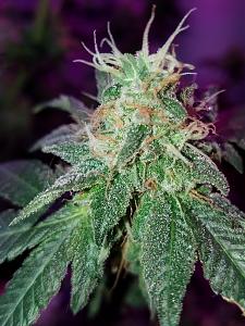 Click image for larger version

Name:	Screenshot_20170811-035529.jpg
Views:	471
Size:	930.3 KB
ID:	124269