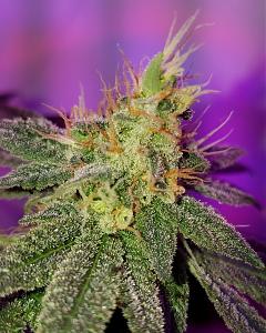 Click image for larger version

Name:	Screenshot_20170811-035909.jpg
Views:	443
Size:	892.3 KB
ID:	124270