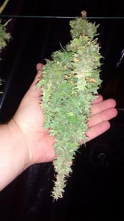 Click image for larger version

Name:	IMG_20170813_115635625.jpg
Views:	236
Size:	1.42 MB
ID:	124914