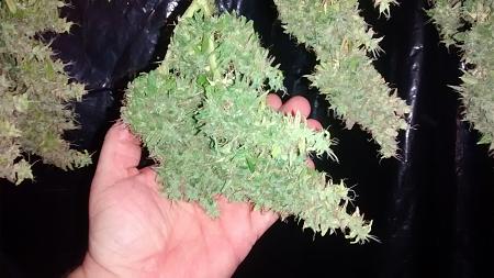 Click image for larger version

Name:	IMG_20170813_115648322.jpg
Views:	243
Size:	1.73 MB
ID:	124915