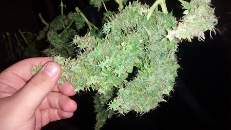 Click image for larger version

Name:	IMG_20170813_120049328.jpg
Views:	236
Size:	1.77 MB
ID:	124921