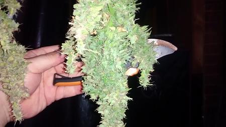 Click image for larger version

Name:	IMG_20170813_115908907.jpg
Views:	230
Size:	1.47 MB
ID:	124918