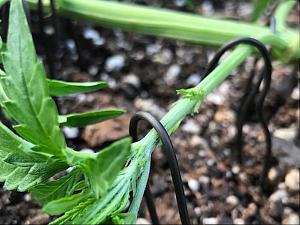 Click image for larger version

Name:	IMG_2746.jpg
Views:	339
Size:	255.2 KB
ID:	101658