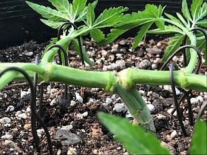 Click image for larger version

Name:	IMG_2745.jpg
Views:	341
Size:	353.7 KB
ID:	101659