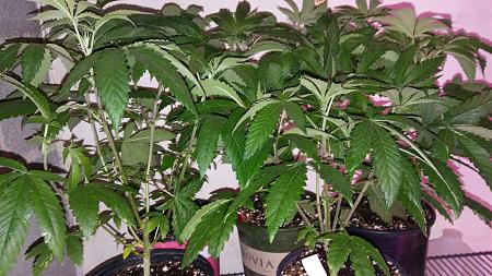 Click image for larger version

Name:	20171102_183856.jpg
Views:	229
Size:	2.24 MB
ID:	141628