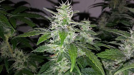 Click image for larger version

Name:	20171115_195819.jpg
Views:	251
Size:	439.7 KB
ID:	145783