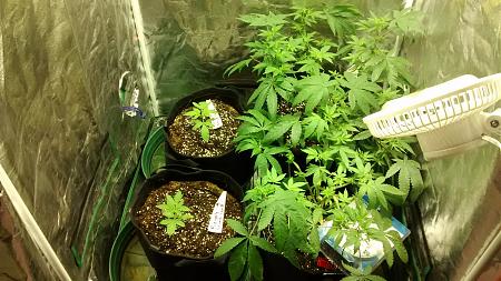 Click image for larger version

Name:	IMG_20171117_193424132.jpg
Views:	232
Size:	1.02 MB
ID:	146402