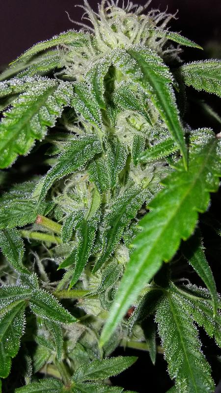 Click image for larger version

Name:	20171102_181928.jpg
Views:	280
Size:	2.53 MB
ID:	141626