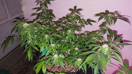 Click image for larger version

Name:	20171102_181251.jpg
Views:	262
Size:	2.23 MB
ID:	141624