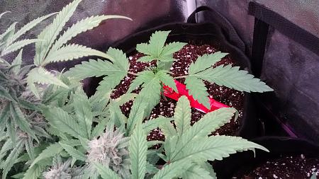 Click image for larger version

Name:	IMG_20171117_193457134.jpg
Views:	231
Size:	938.0 KB
ID:	146403