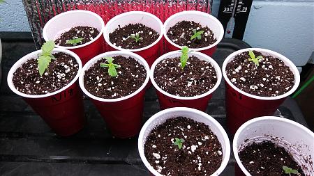 Click image for larger version

Name:	20171104_170623.jpg
Views:	228
Size:	2.41 MB
ID:	142396