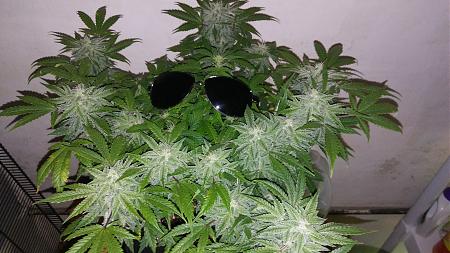 Click image for larger version

Name:	20171116_100536.jpg
Views:	237
Size:	2.24 MB
ID:	146405