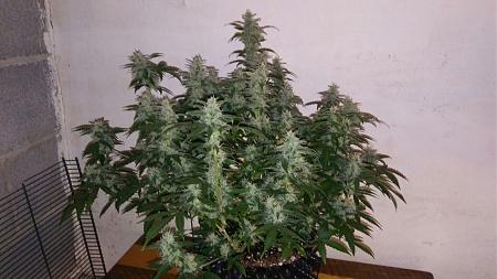 Click image for larger version

Name:	20171115_195804.jpg
Views:	235
Size:	293.4 KB
ID:	145782