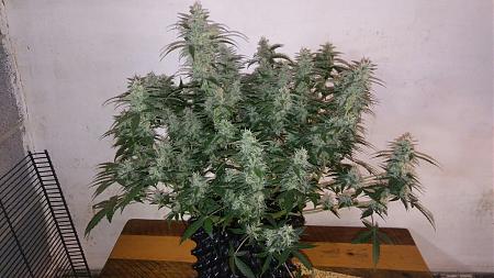 Click image for larger version

Name:	20171115_195707.jpg
Views:	270
Size:	361.9 KB
ID:	145781