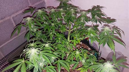 Click image for larger version

Name:	20171102_181825.jpg
Views:	264
Size:	2.42 MB
ID:	141625