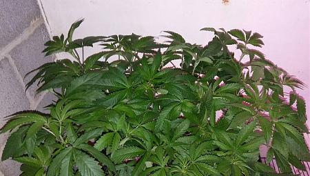 Click image for larger version

Name:	IMG_20171102_195358_970.jpg
Views:	293
Size:	150.3 KB
ID:	141627