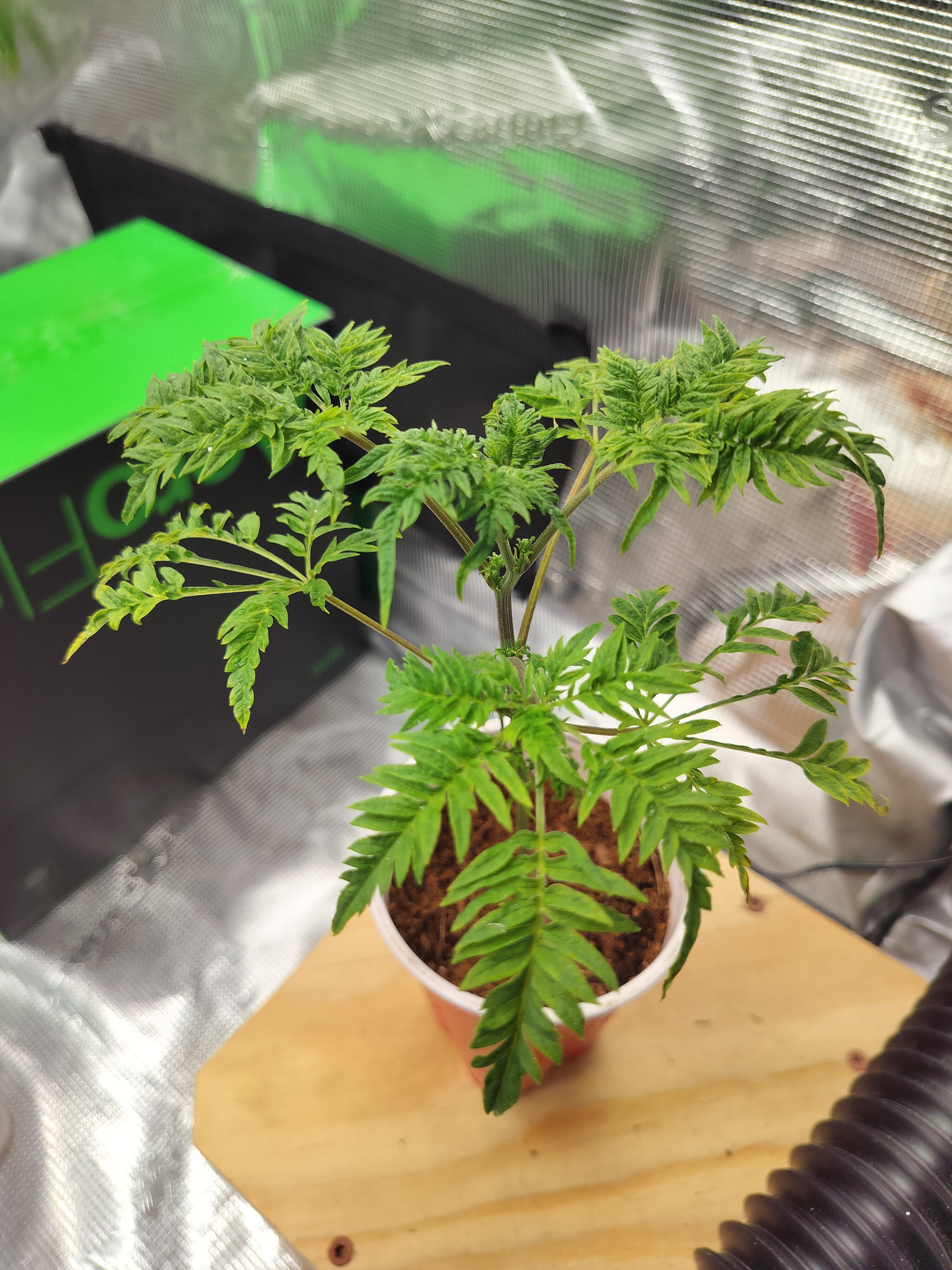 Click image for larger version

Name:	17731932713286967837730703992014.jpg
Views:	62
Size:	2.28 MB
ID:	663812