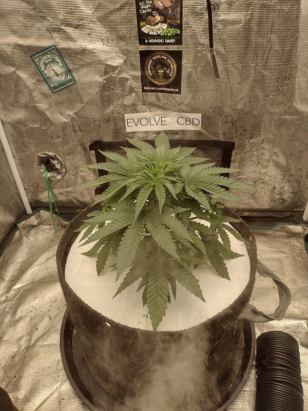 Click image for larger version

Name:	IMG_20260310_162945406_HDR.jpg
Views:	26
Size:	3.75 MB
ID:	663835