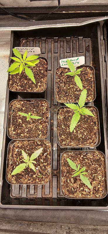 Click image for larger version

Name:	17733334942056740847556740696779.jpg
Views:	41
Size:	2.74 MB
ID:	663869